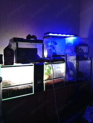 verschiedene Terrarium 