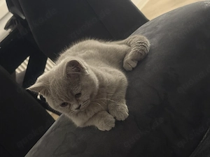 Katzen 2 Stück 