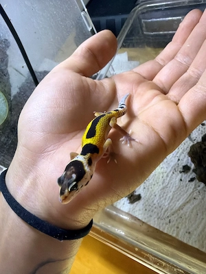 Leopardgecko DNZ 2026