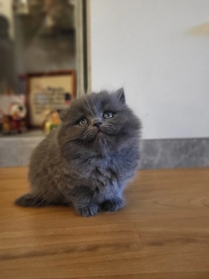 süße Maine Coon Perserkitten suchen dich 