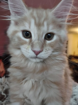 Noch 1 weibliche Maine Coon