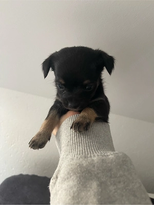 Chihuahua Welpe 