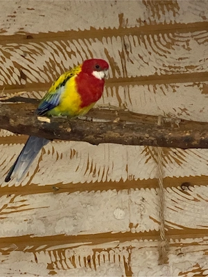 Rosellasittich   Prachtrosella