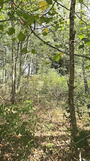 Rückzugsort in der Natur eingezäuntes Grundstück mit altem Häuschen, Brunnen und großem Baumbestand