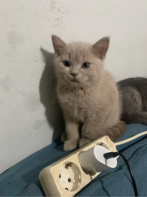 Britisch-Kurzhaar-Kater