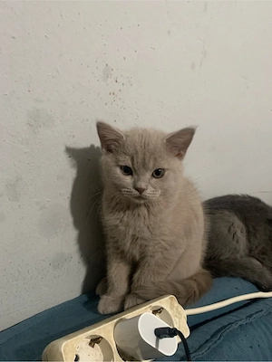  Britisch-Kurzhaar-Kater Sucht  ein neues Zuhause 