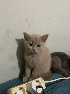  Britisch-Kurzhaar-Kater 