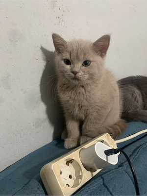 Britisch-Kurzhaar-Kater Sucht ein neues Zuhause