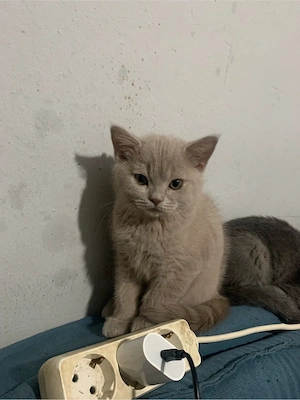  Britisch-Kurzhaar-Kater suchen ein neues Zuhause 