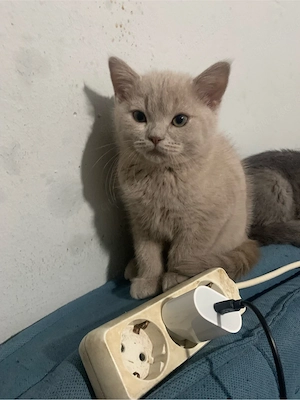           Britisch-Kurzhaar-Kater