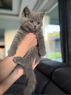 Abgabebereit BKH Kater Britisch Kurzhaar Kitten in blau reinrassig