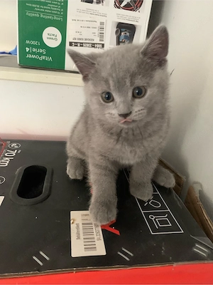 Britisch-Kurzhaar-Kater 