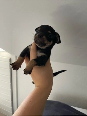 Chihuahua welpe 