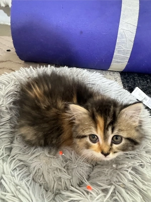  Perserkatzen