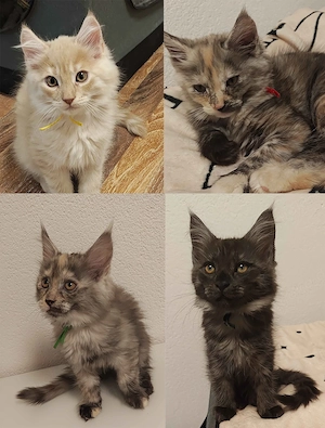 4 Maine Coon Katzens