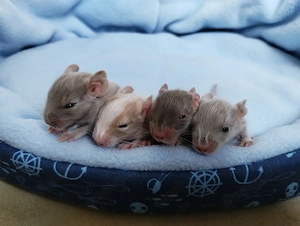Niedliche Degu Kids in Sonderfarben:Lilac-Schecke,Sand suchen demnächt ihr First Class Hotel