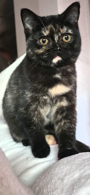 Britisch Kurzhaar Kitten mit Stammbaum WCF 