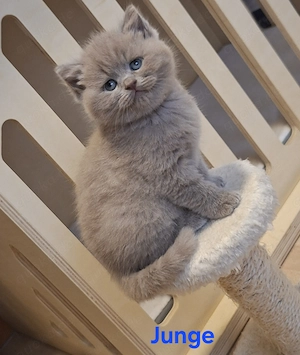 BKH Kitten ( 2 Jungs noch Frei ) Abgabe November 