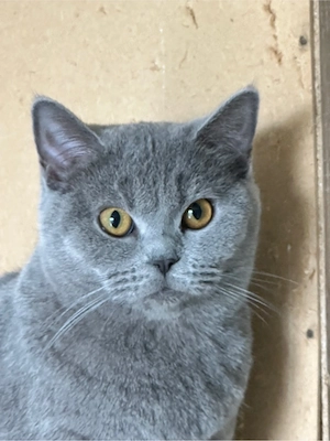 Britisch-Kurzhaar-Katzen. Sie sind ein Jahr und drei Monate alt.  