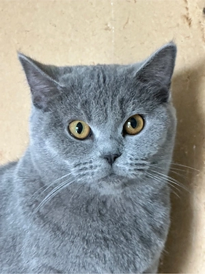 Eine weibliche Katze (1 Jahr und 5 Monate alt) sucht ein neues Zuhause. Sie ist nicht kastriert.