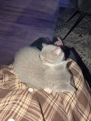 bkh kitten 