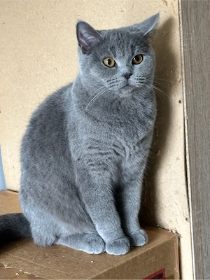  Eine weibliche Katze (1 Jahr und 5 Monate alt) sucht ein neues Zuhause. Sie ist nicht kastriert.