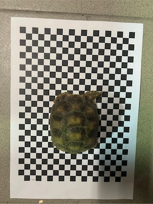 Spornschildkröten (Geochelone sulcata)   deutsche Nachzuchten 2 