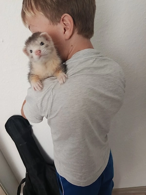 Frettchen 