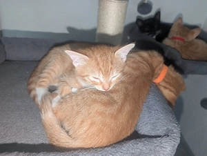 Kitten abzugeben 
