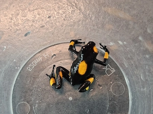 Verkaufe sehr schöne Histrionica 1.1 Bullseyes orange rot mit Punkt
