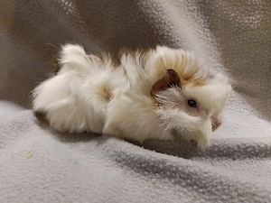 Immer mal wieder junge Meerschweinchen abzugeben 