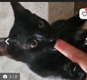 Kater in samt schwarz