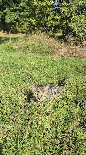 Kitten (Kater) sucht noch ein Zuhause