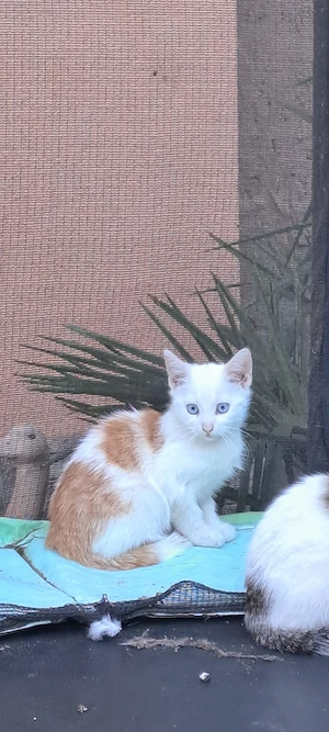 3 Junge  Kater