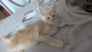 Maine Coon Kitten