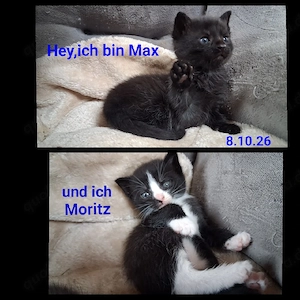 Katzenbabys 2 Kater Rassemix