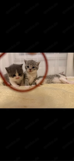    Wunderschöne BKH-Katzen suchen ein liebevolles Zuhause 
