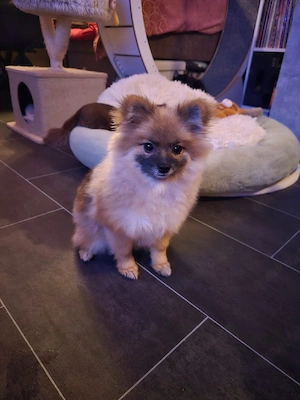 Pomerania reinrassige 