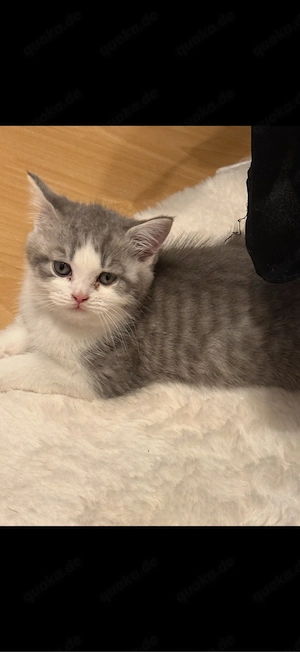    Wunderschöne BKH-Katzen suchen ein liebevolles Zuhause 