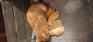 4 BKH babies m.Papieren