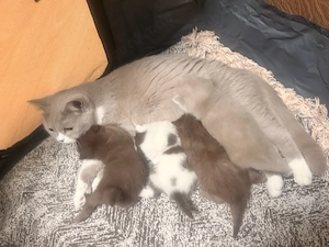 bkh kitten