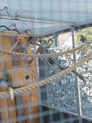 Singsittichpaare und Jungtiere