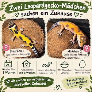 0.1Leoparden Geckos 
