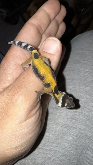 0.1Leopardengeckos 