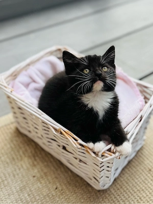 Junger süßer Kater