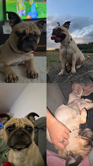 Liebevoller Hund abzugeben 