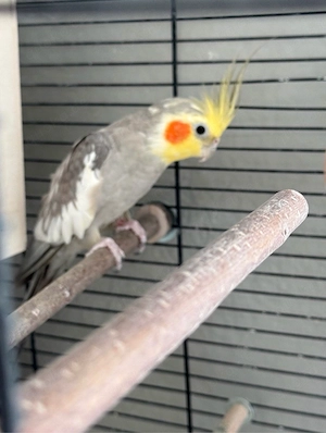 2 Nymphensittiche mit großem Käfig & Zubehör abzugeben