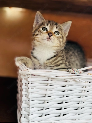 junger Kater BKH Mischlingskätzchen
