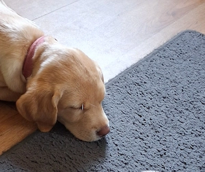 Labrador weibchen