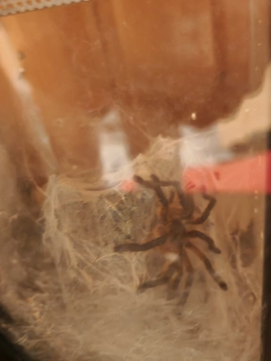 Vogelspinne circa 4,5 cm 